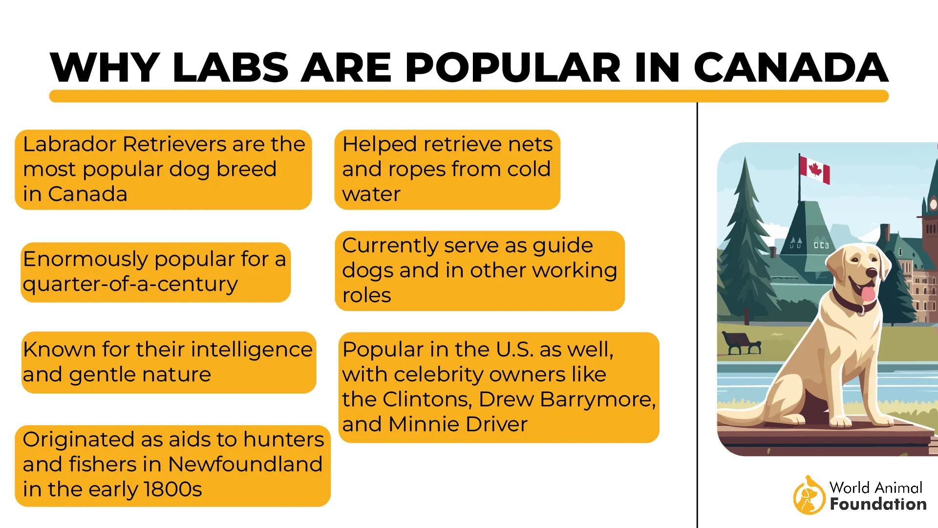 Why Labs Are Popular in Canada-01