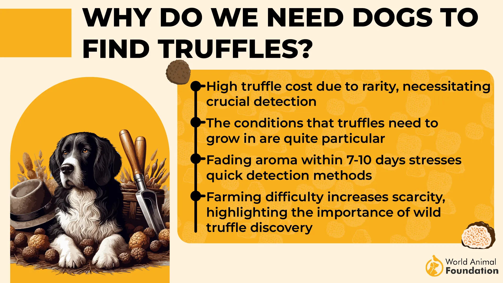 Why do we need dogs to find truffles-01