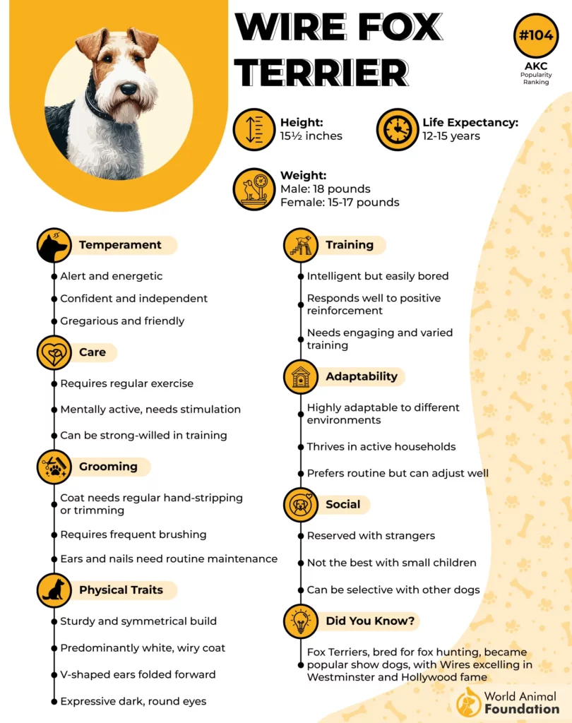 Fox Terrier