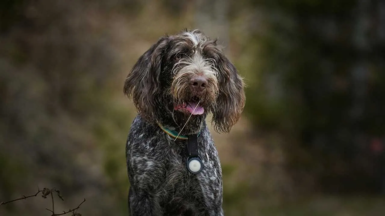 Wirehaired Pointing Griffon