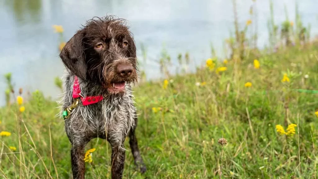 wirehaired
