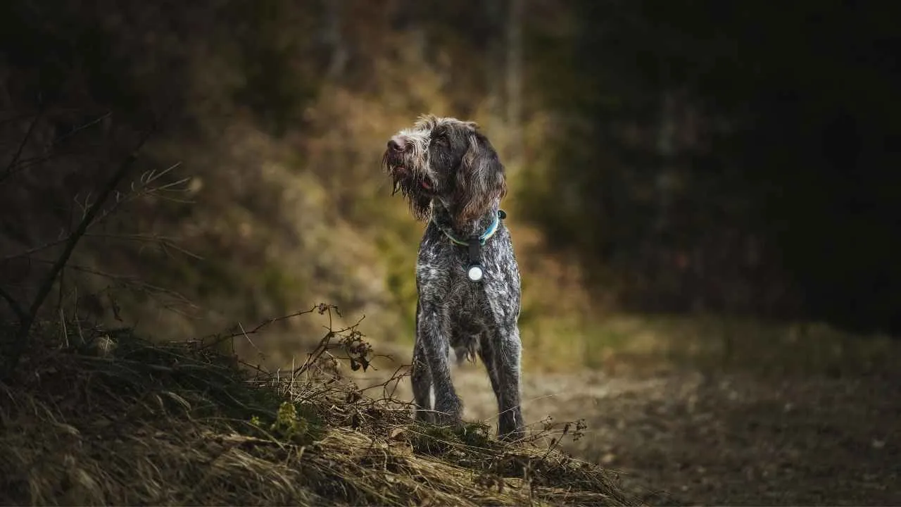 Wirehaired Pointing Griffon