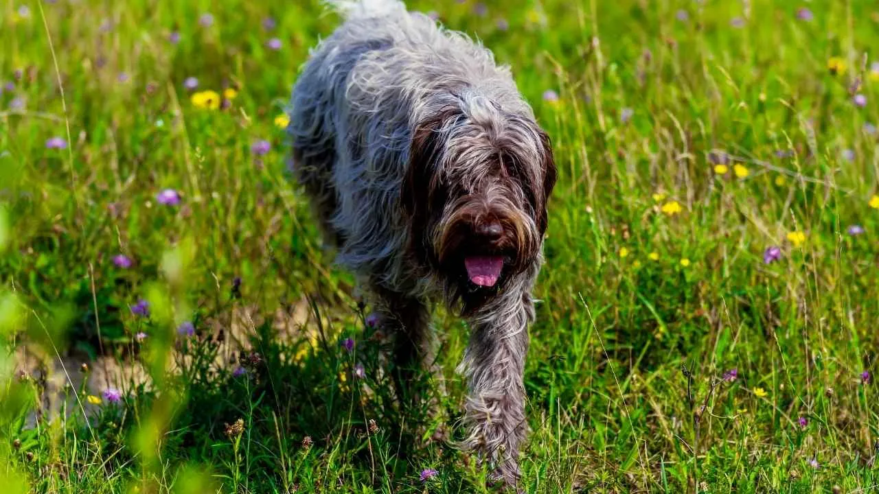 Wirehaired Pointing Griffon