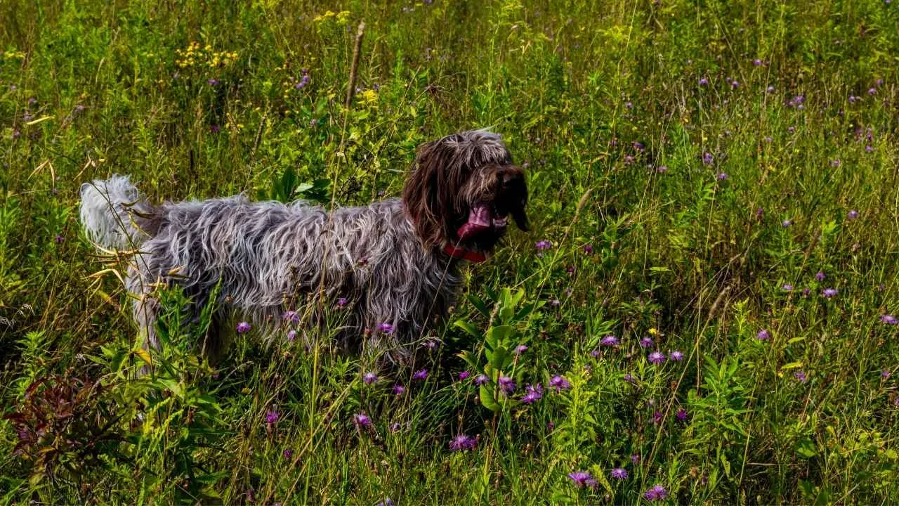 Wirehaired Pointing Griffon