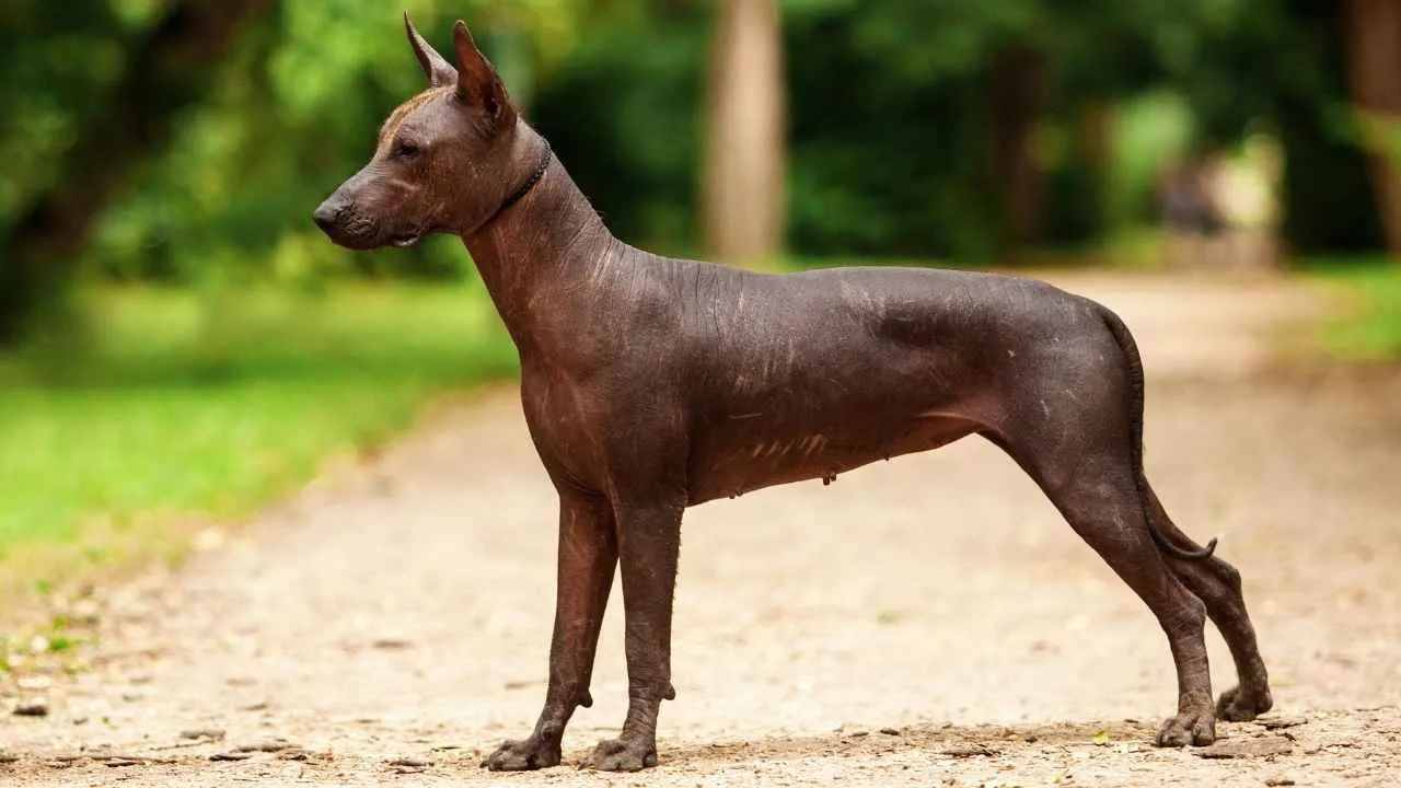 Xoloitzcuintli