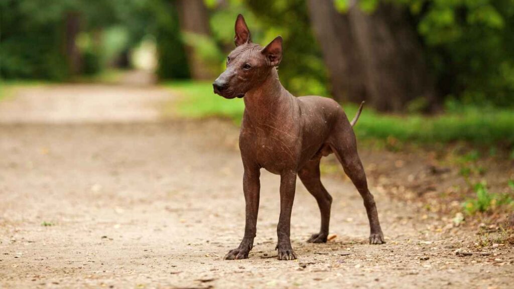 Xoloitzcuintli