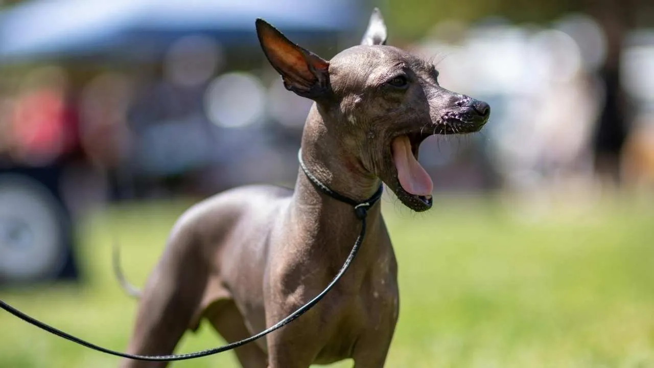 Xoloitzcuintli