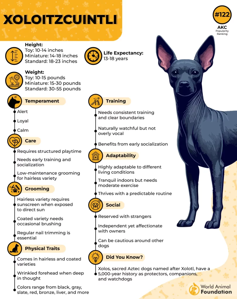 Xoloitzcuintli