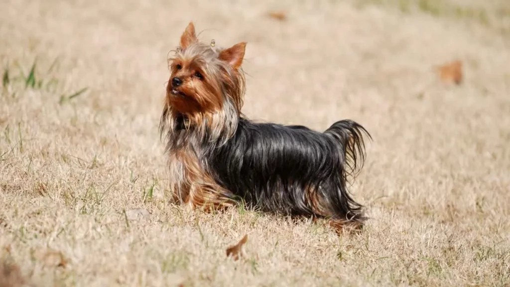 yorkie