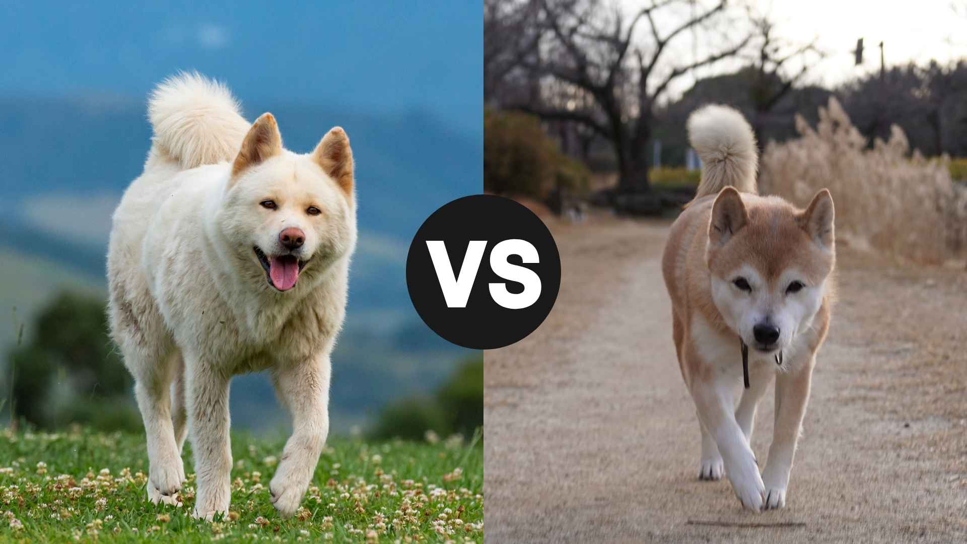 Akita vs. Shiba Inu: Which Japanese Breed is Right for You?