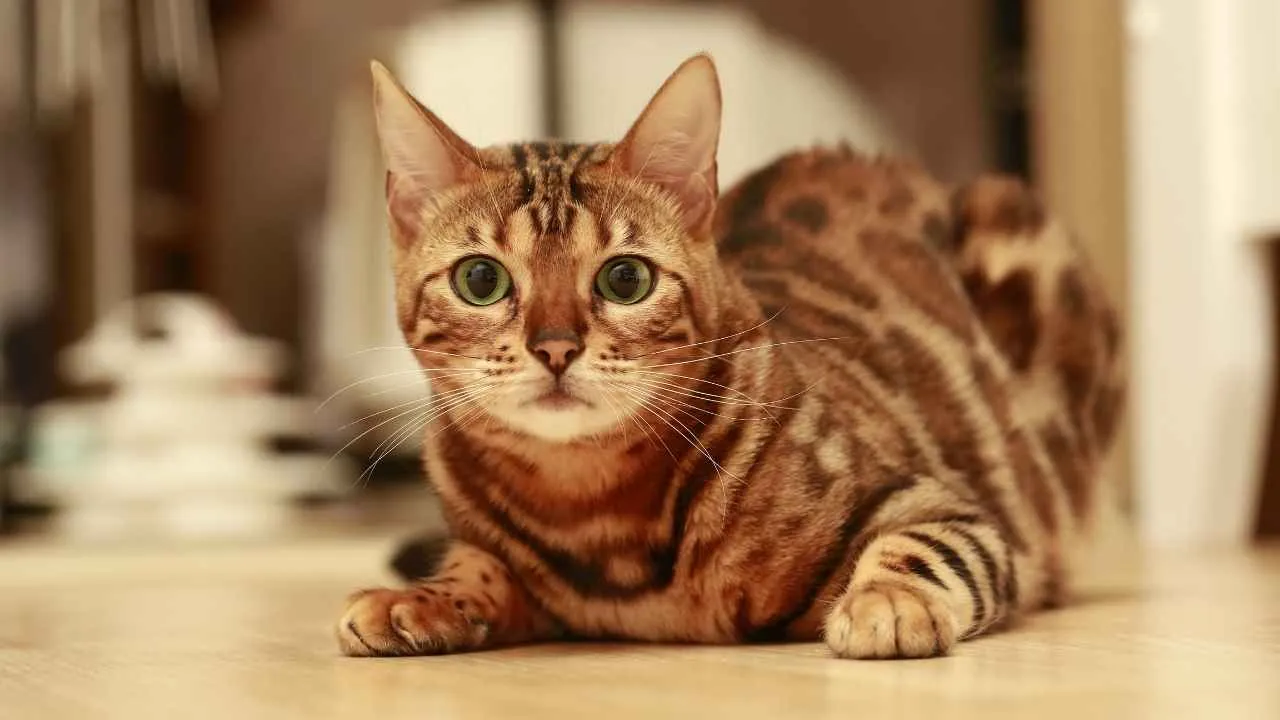 Bengal