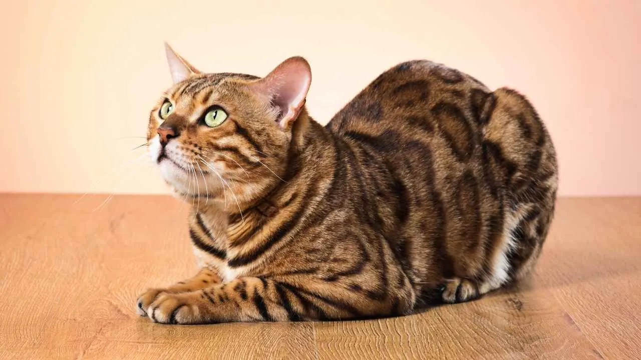 Bengal