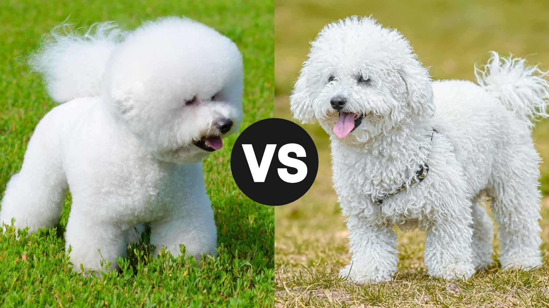 Bichon Frise vs. Poodle: Choosing the Right Pup for You