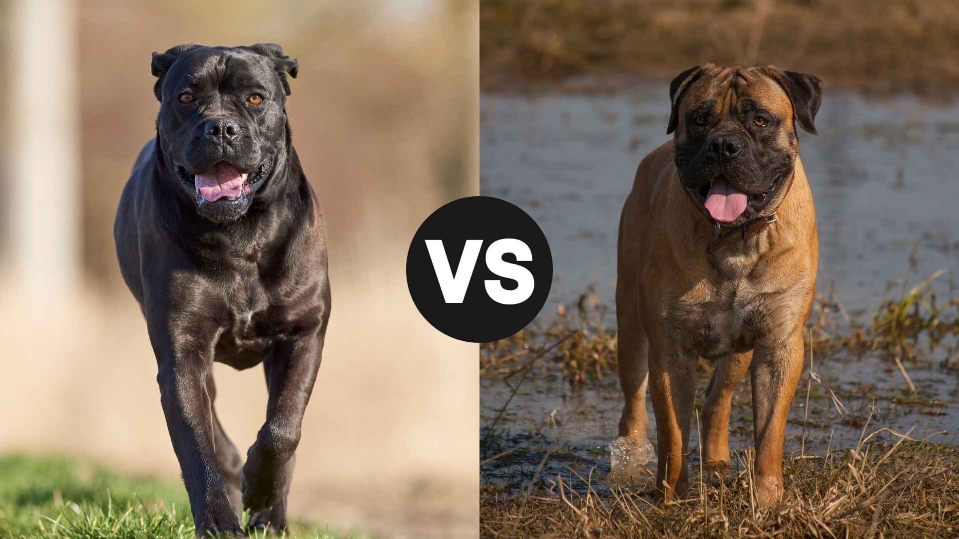 Cane Corso vs. Boerboel: Which One Suits Your Lifestyle?