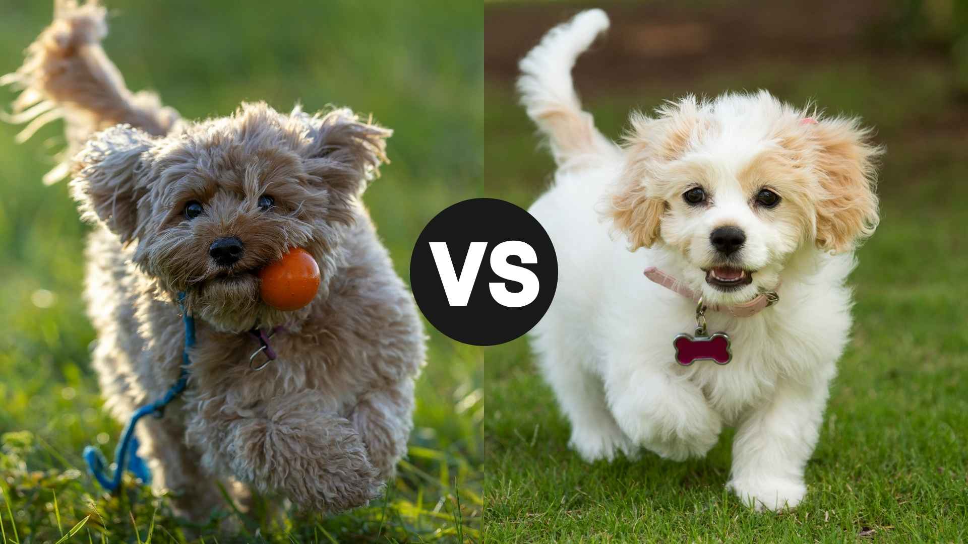 Cavapoo vs. Cavachon: Which Adorable Hybrid Is Right for You?