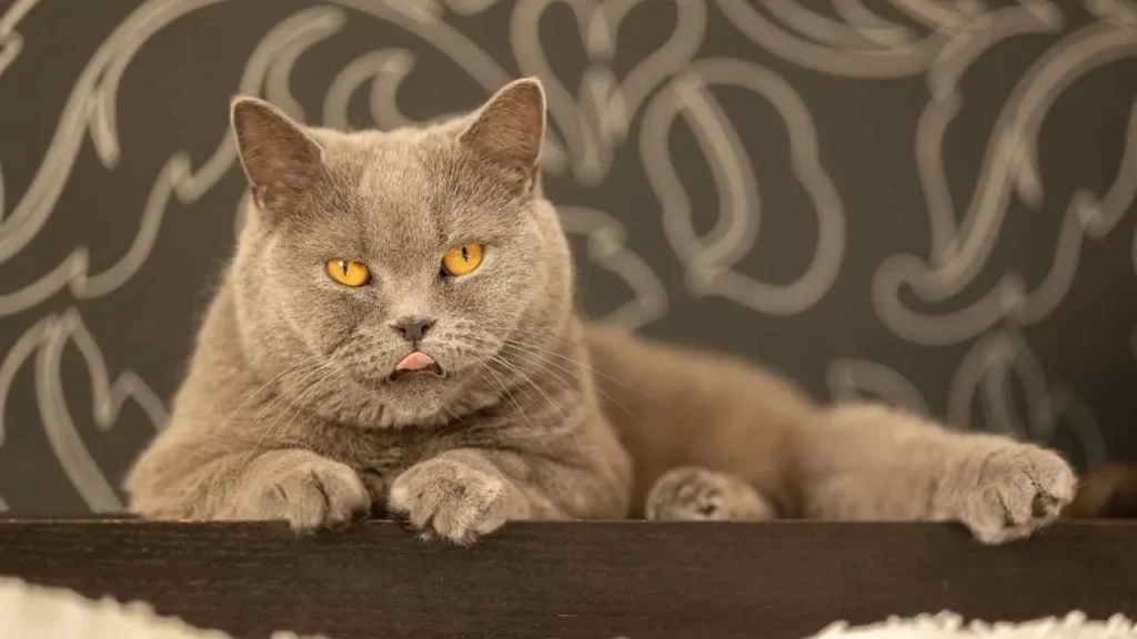 Chartreux Cat