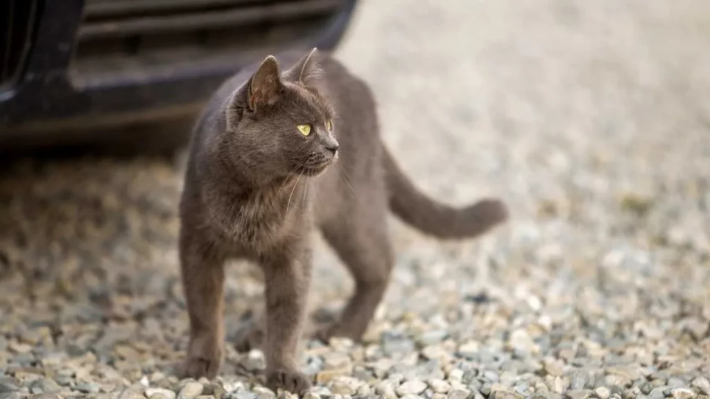 Chartreux