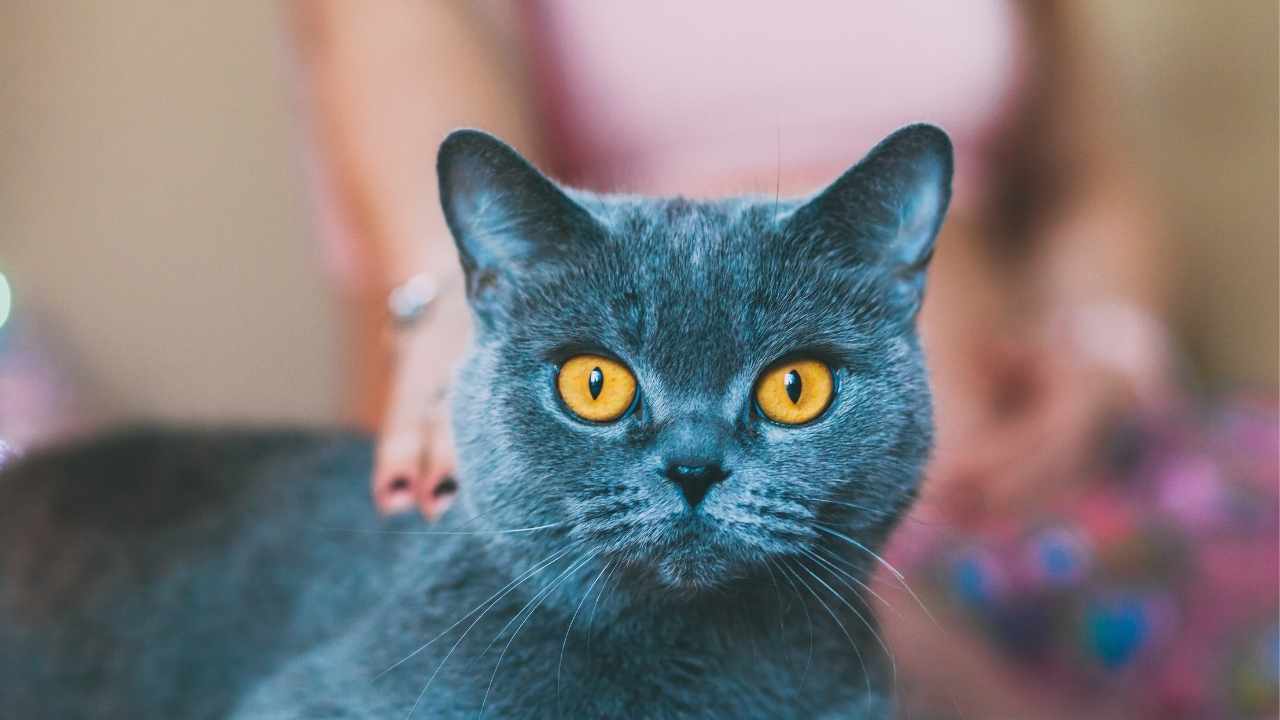 Chartreux