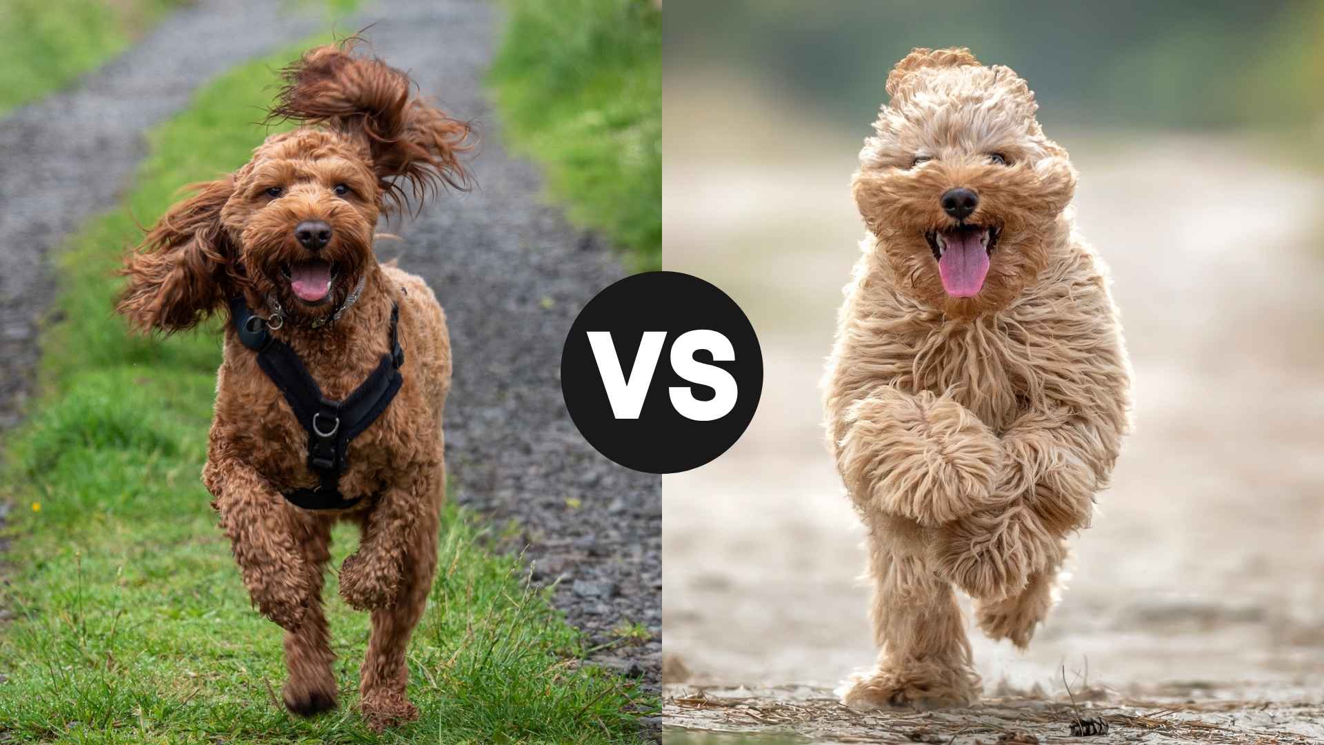 Cockapoo vs. Cavapoo: Choosing the Best Companion for Your Family