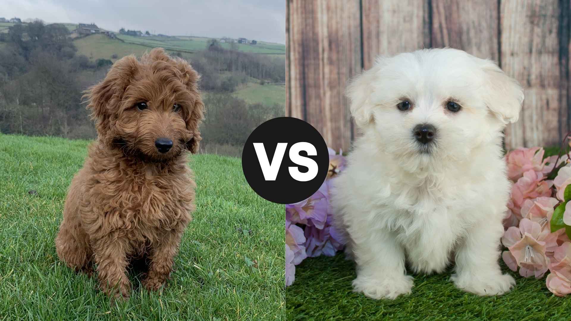 Cockapoo vs. Maltipoo: Key Differences to Help You Choose the Right Pup