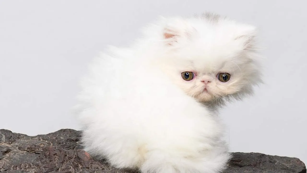 Exotic shorthair