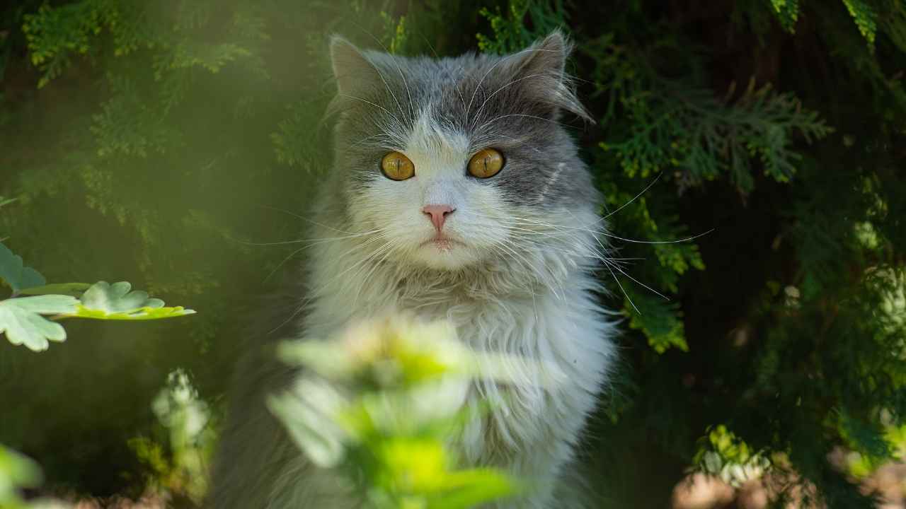 Exotic Shorthair