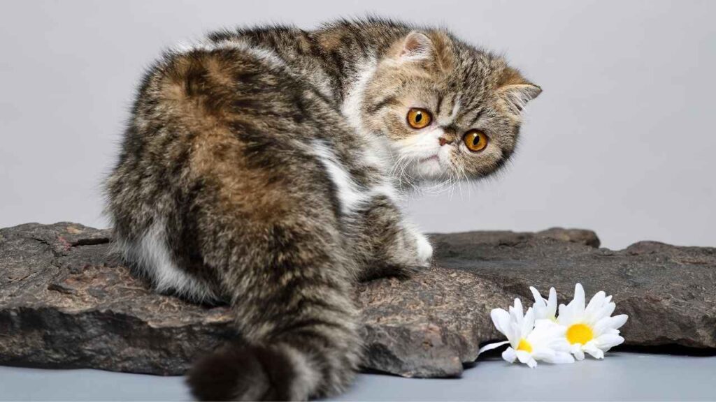 Exotic Shorthair