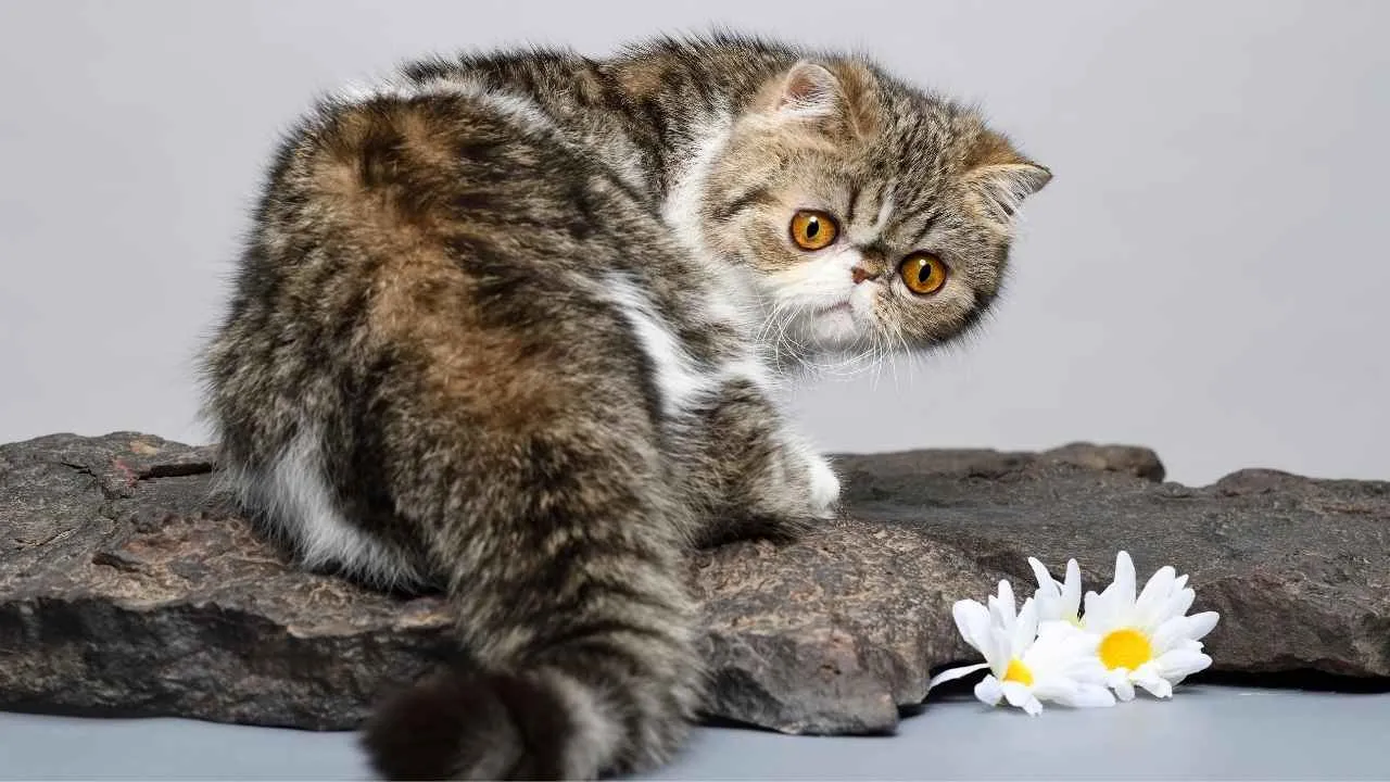 Exotic Shorthair
