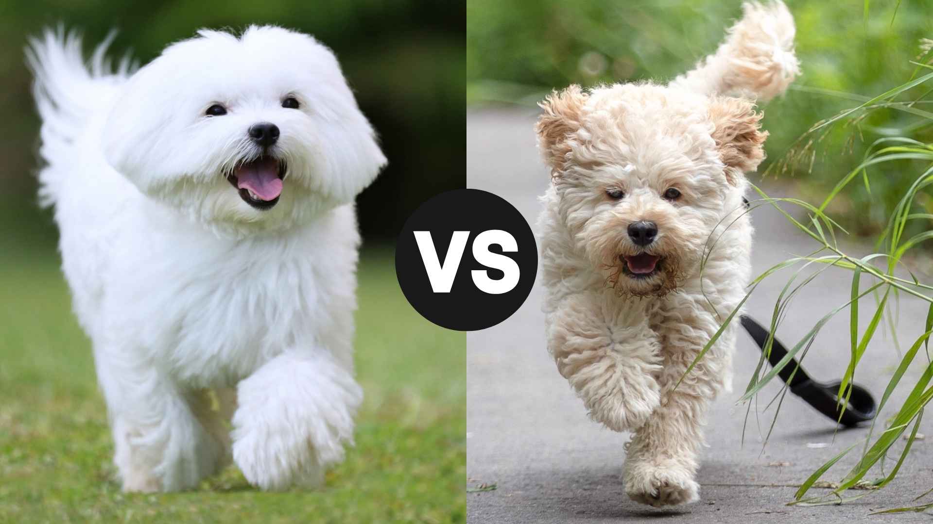 Maltese vs. Maltipoo: Key Differences and Choosing the Right Breed