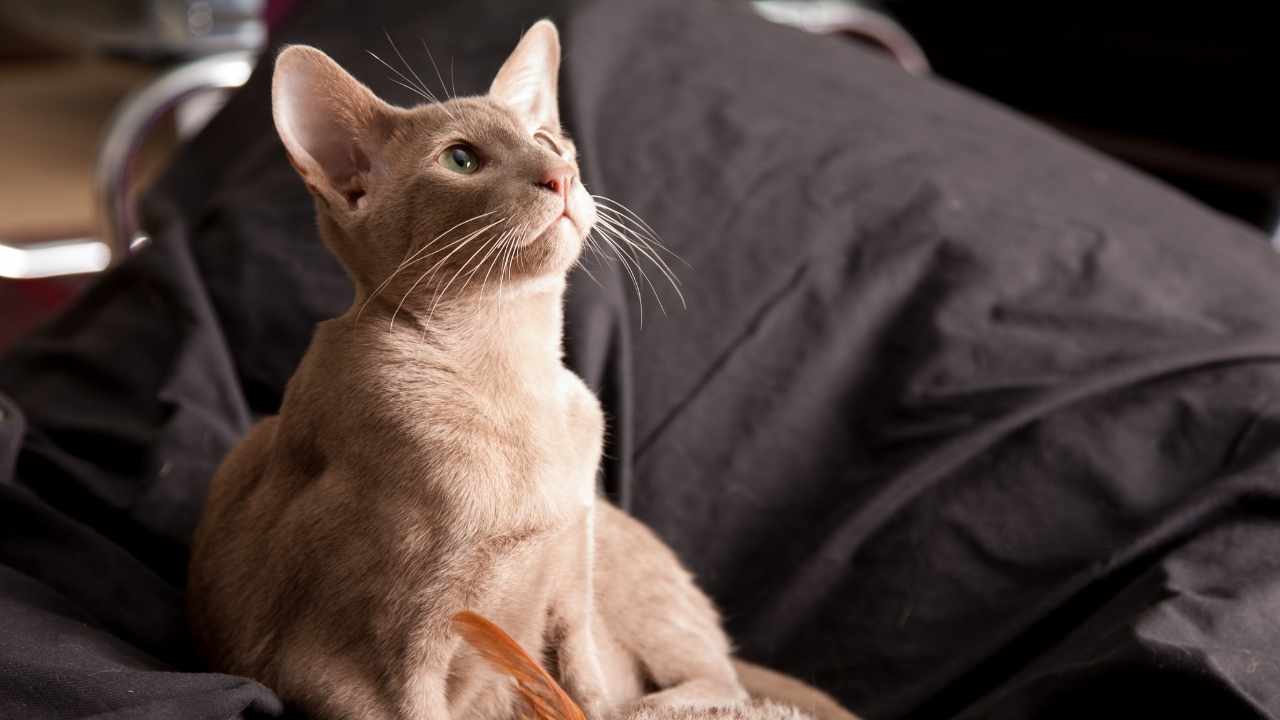 Oriental Shorthair