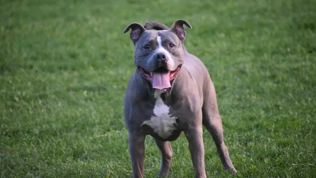 pit bull