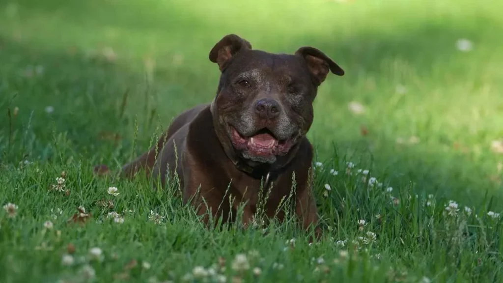 pit bull