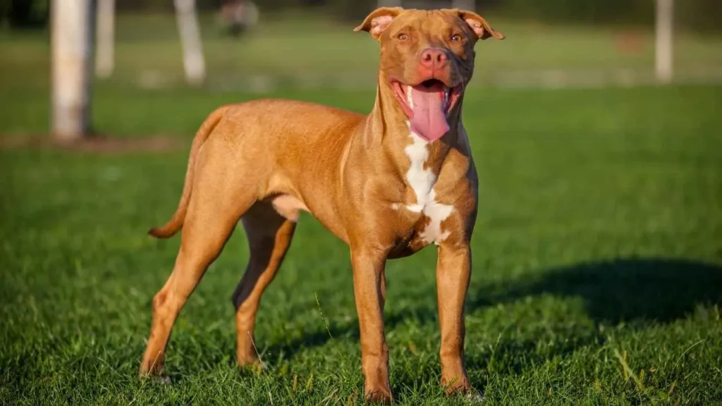 pit bull