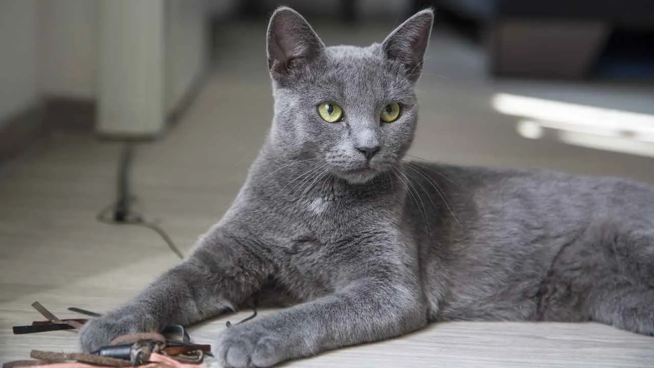 Russian Blue