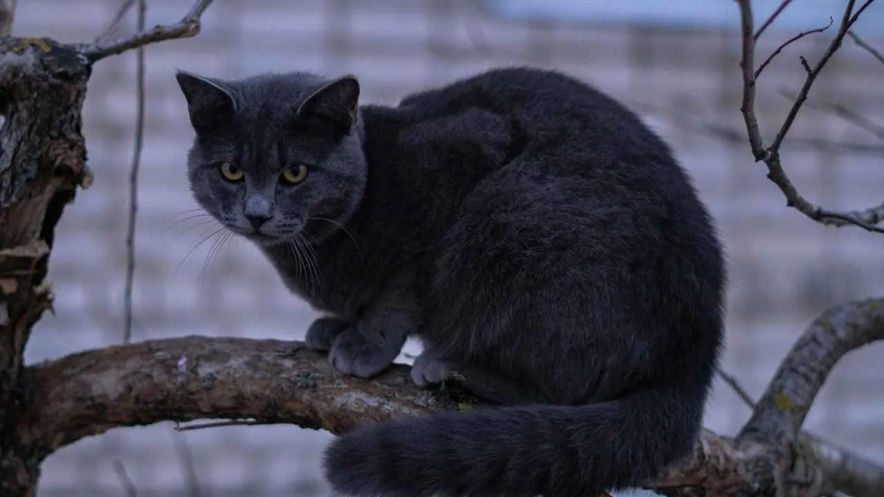 Russian Blue