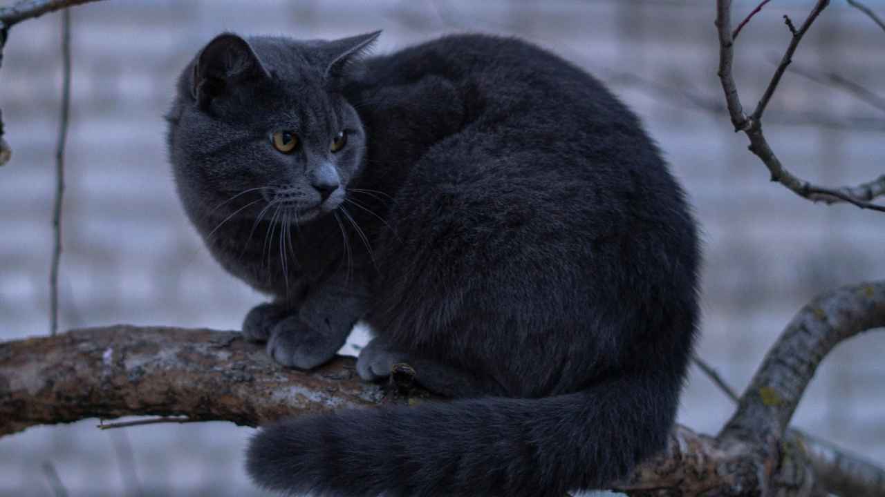 Russian Blue