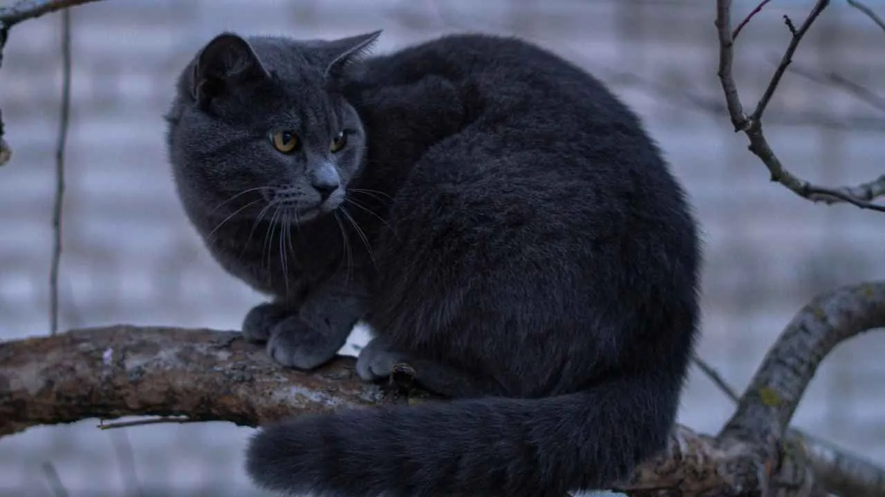 Russian Blue