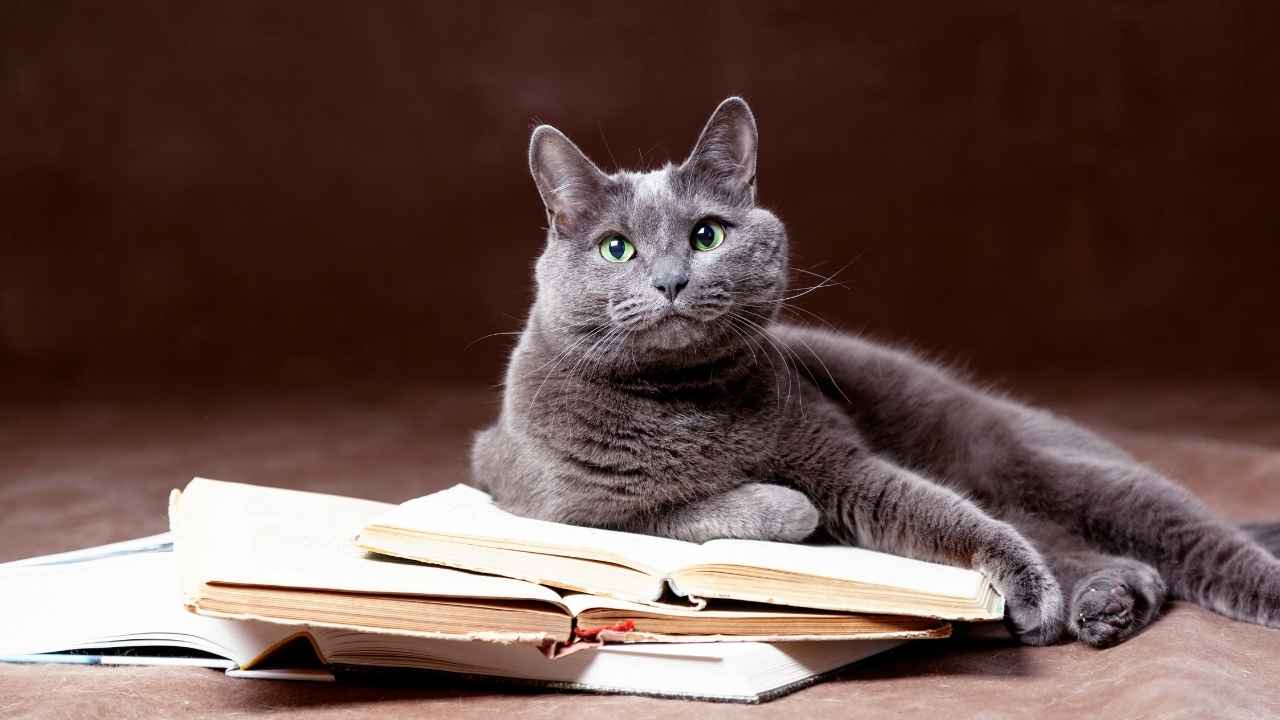 Russian Blue