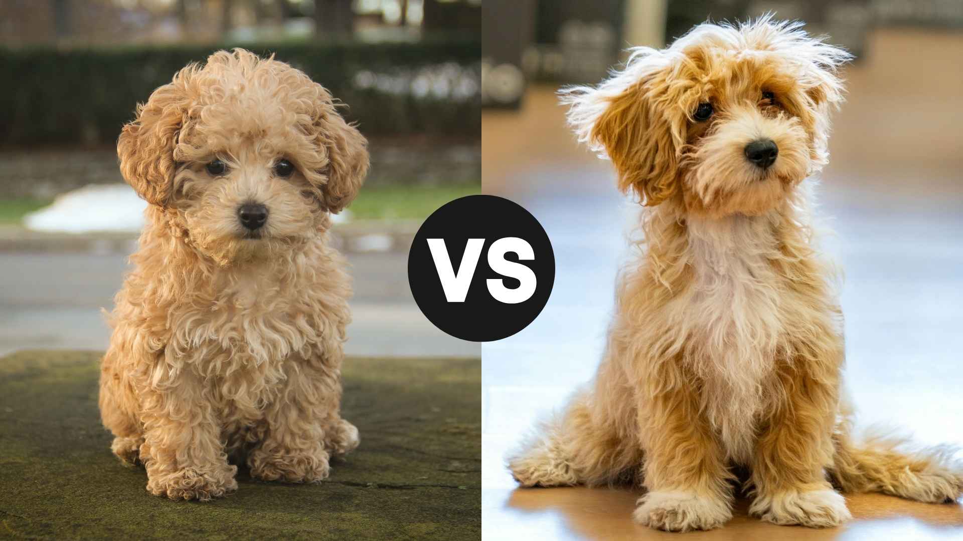 Toy Poodle vs. Maltipoo: Key Differences to Consider Before Choosing