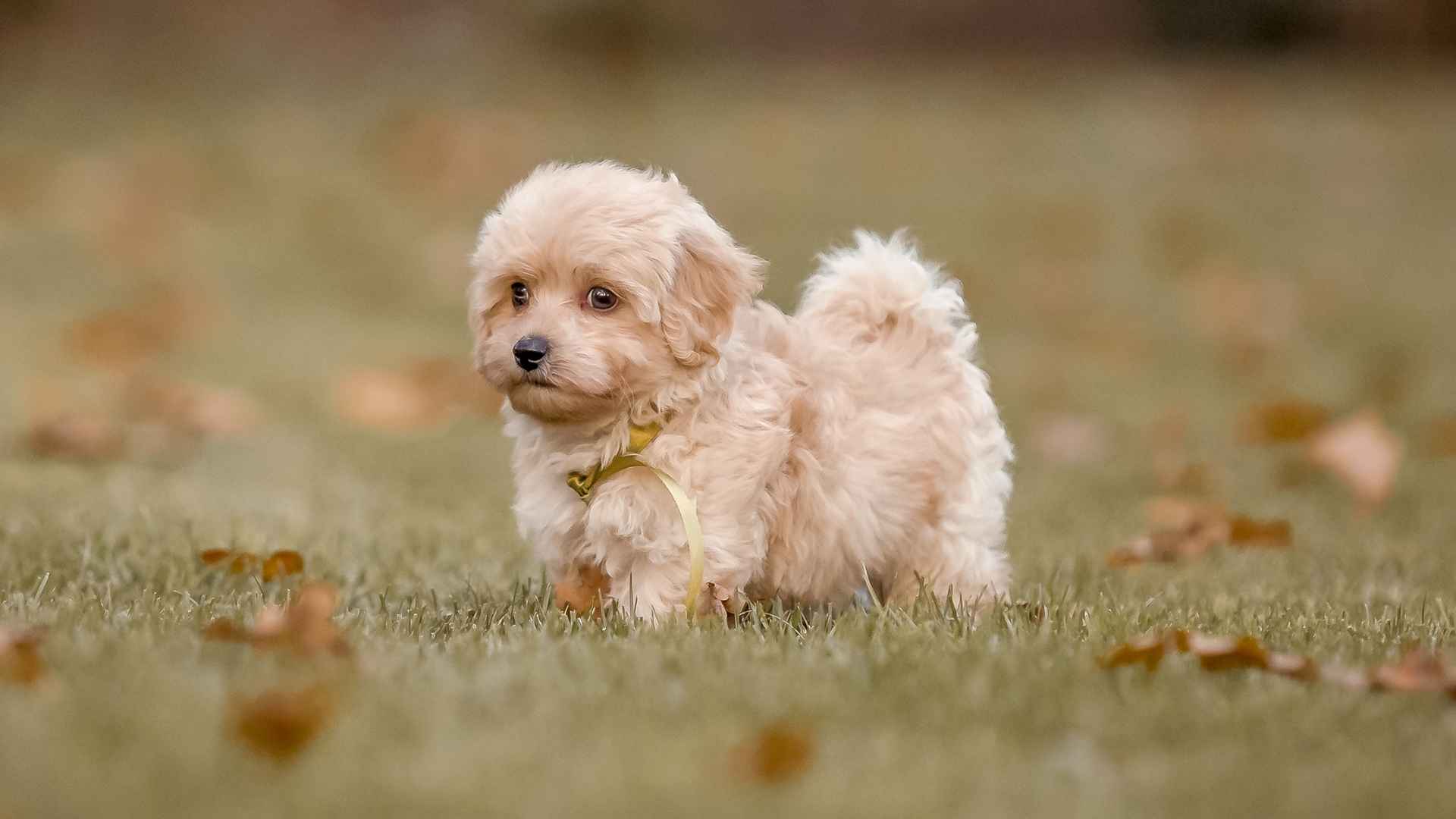 10 Cutest Tiny Dog Breeds That Are Too Adorable to Resist