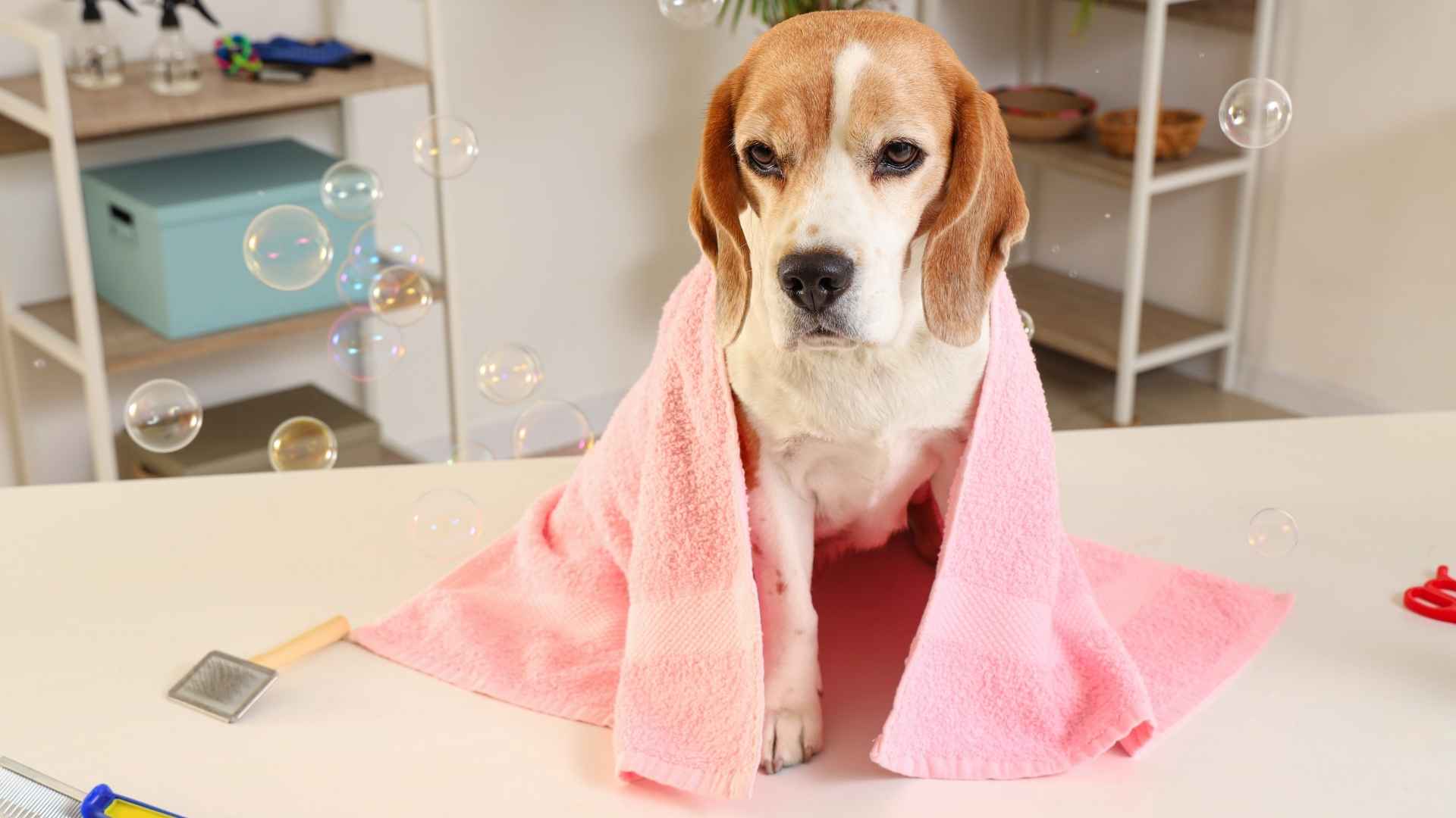 10 Easy-to-Groom Dog Breeds That Won’t Leave Hair Everywhere