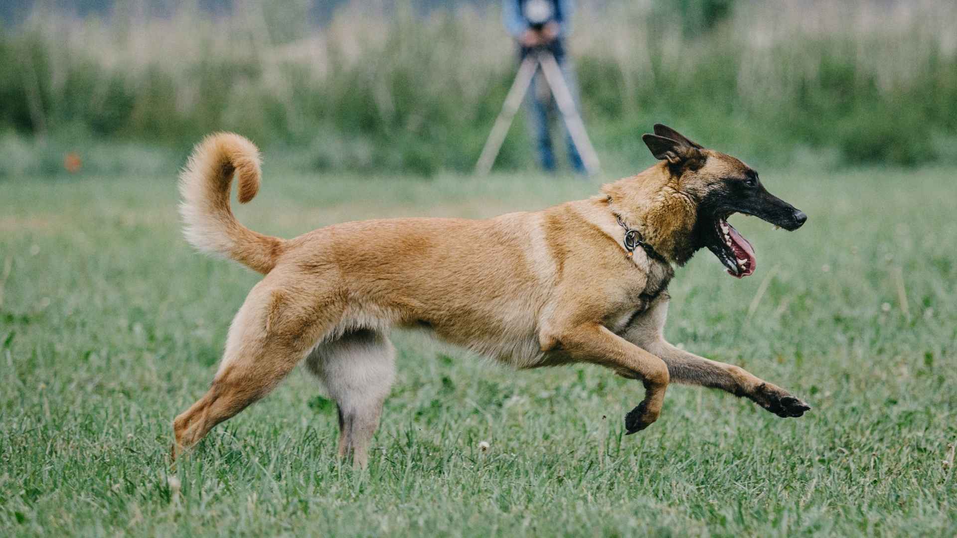 10 Highly Skilled Tracking Dog Breeds with Sharp Noses