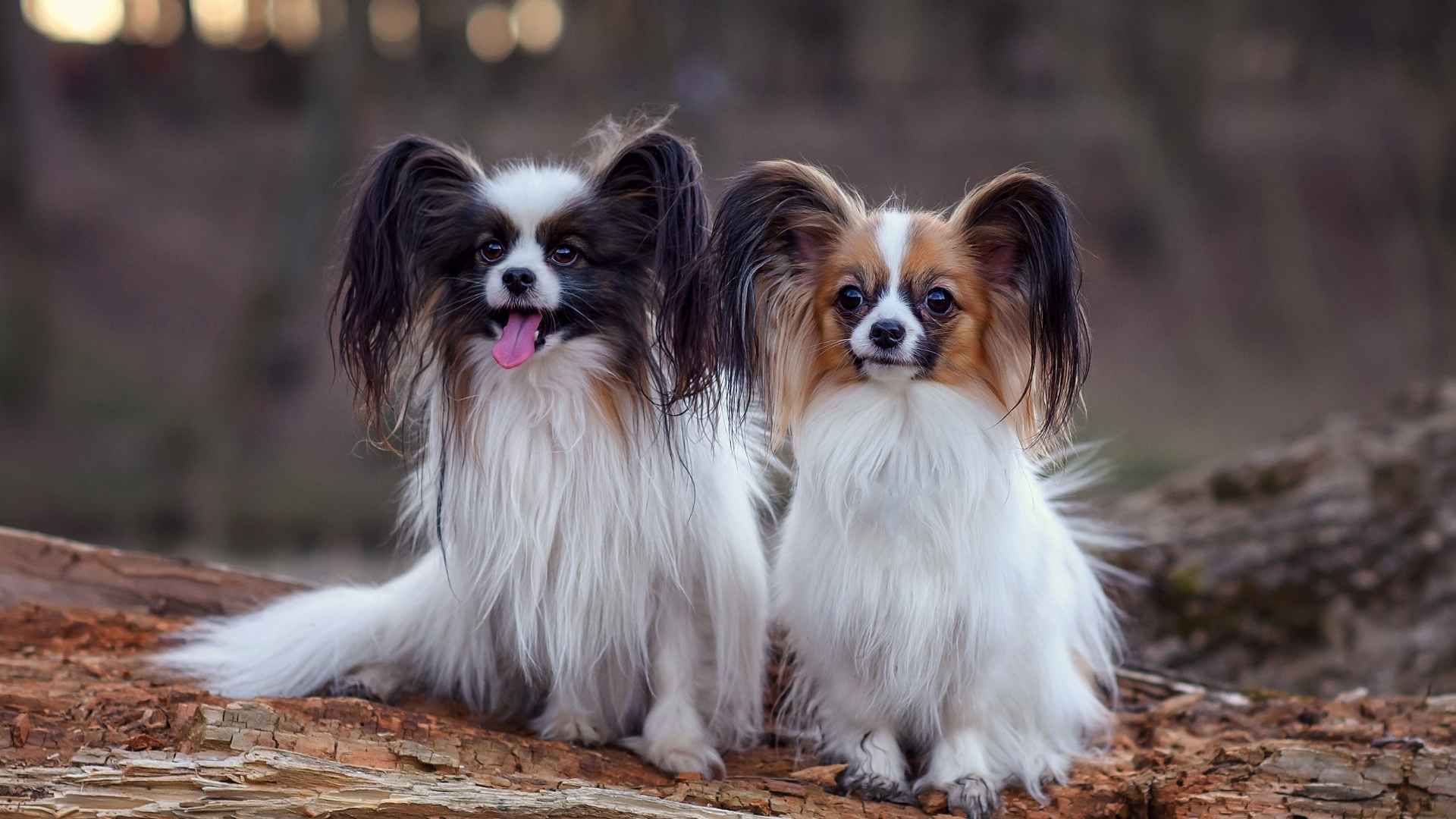 10 Independent-Minded Dog Breeds for Owners Who Appreciate Independence