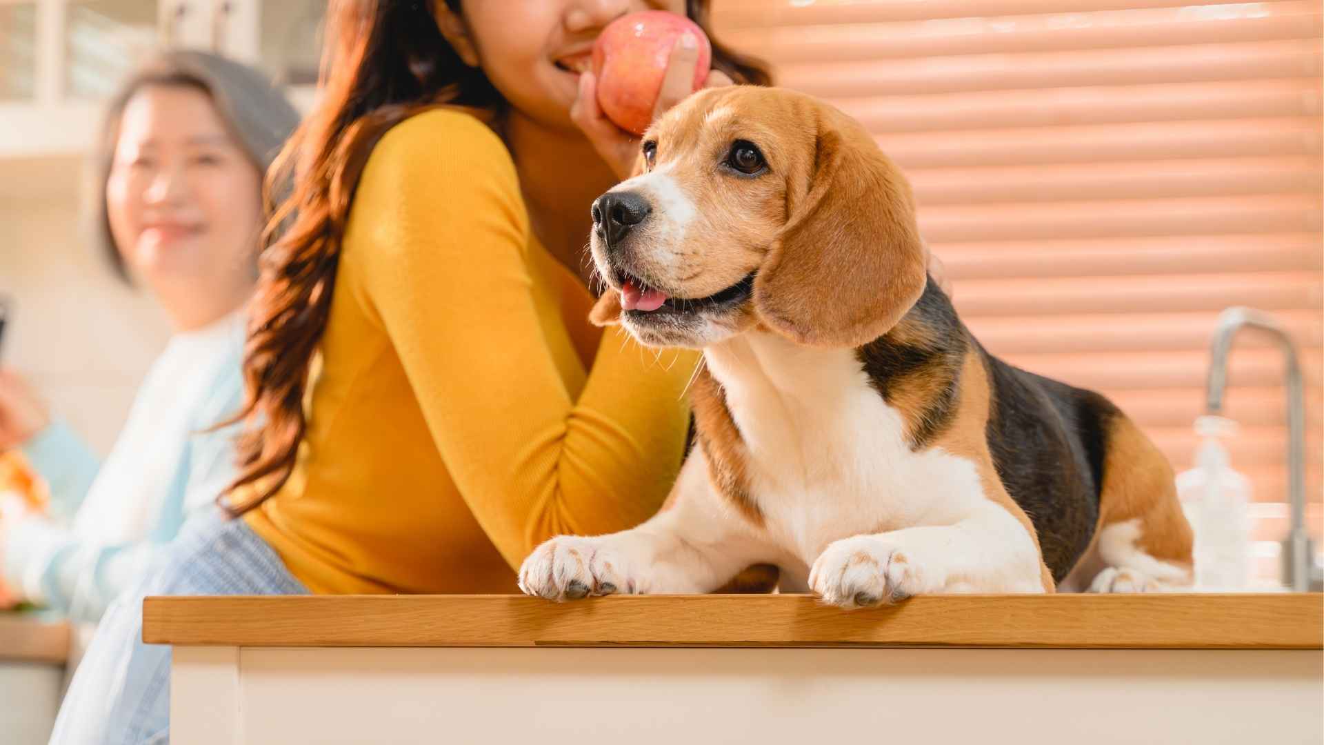 10 Long-Living Dog Breeds That Make Life Last Longer