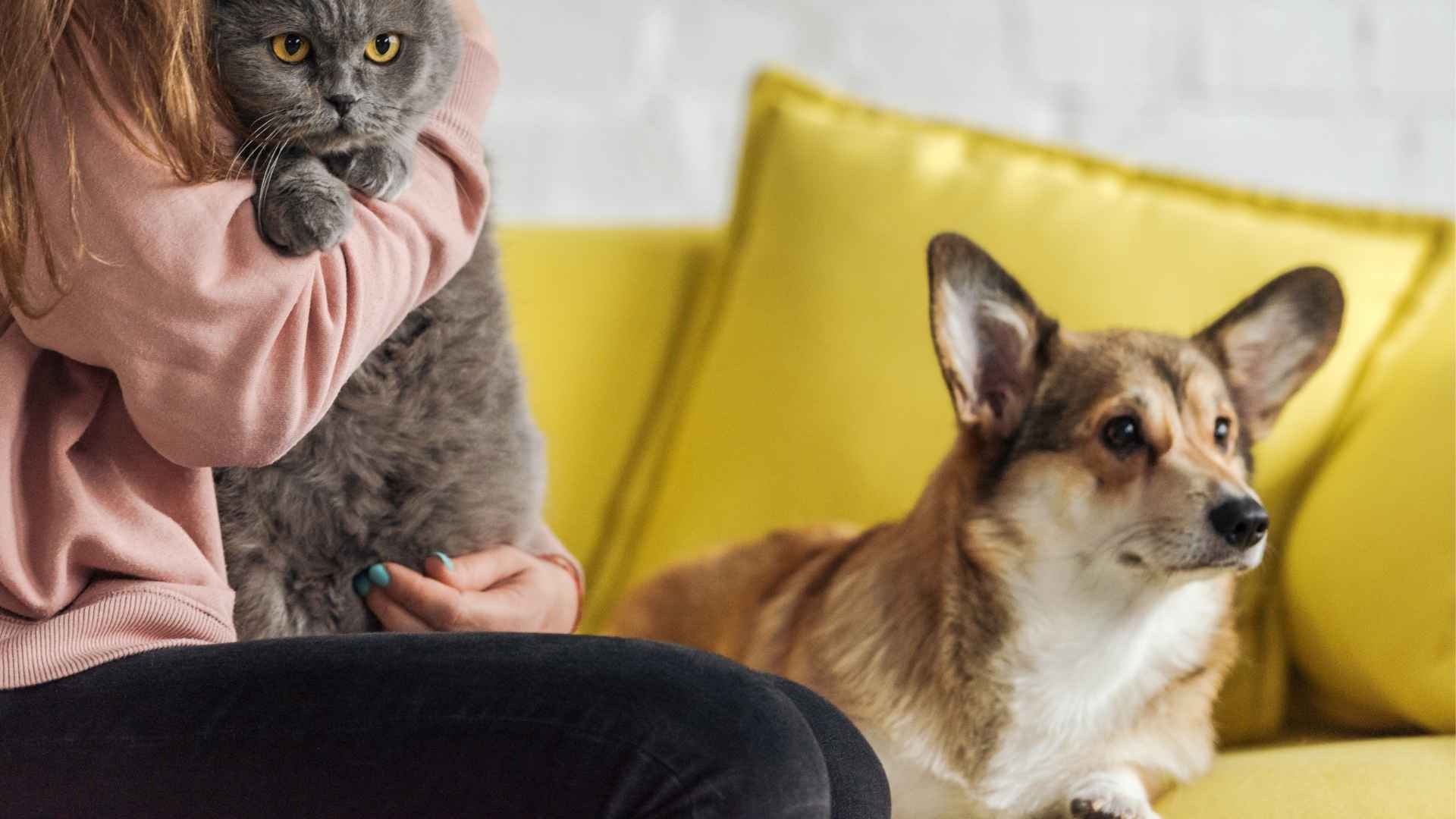 10 Most Jealous Dog Breeds That Crave Your Undivided Attention