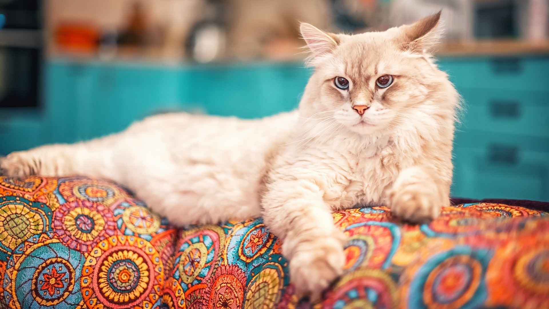10 Popular Cat Breeds That Are Best for Allergies