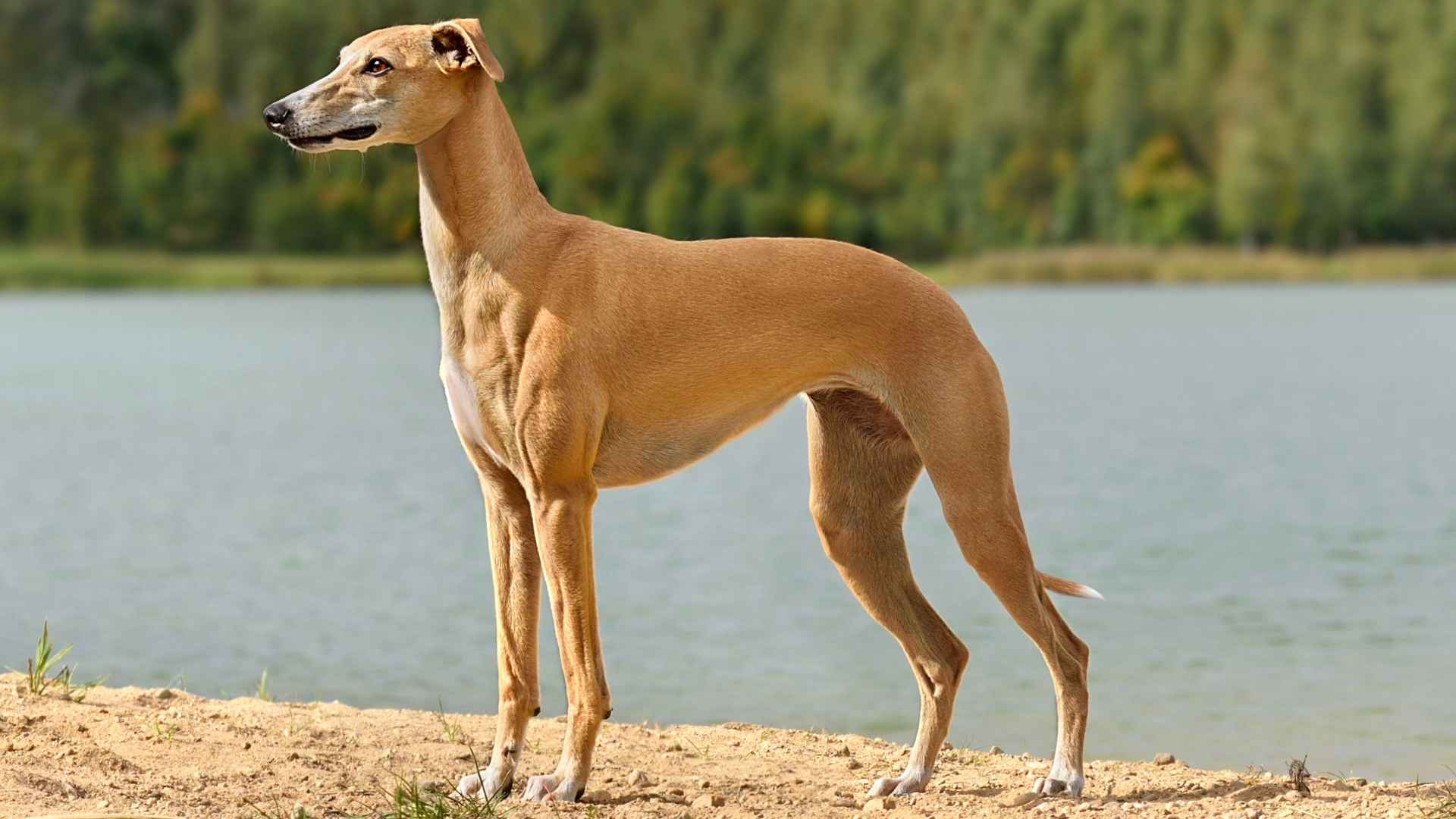 10 Sleek Coat Dog Breeds That Are Effortlessly Elegant
