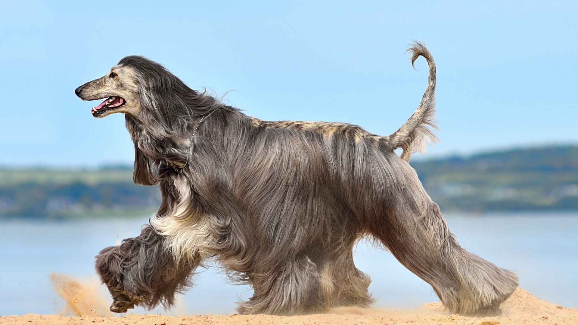 10 Stunning Extended Length Coat Dog Breeds Worth the Effort