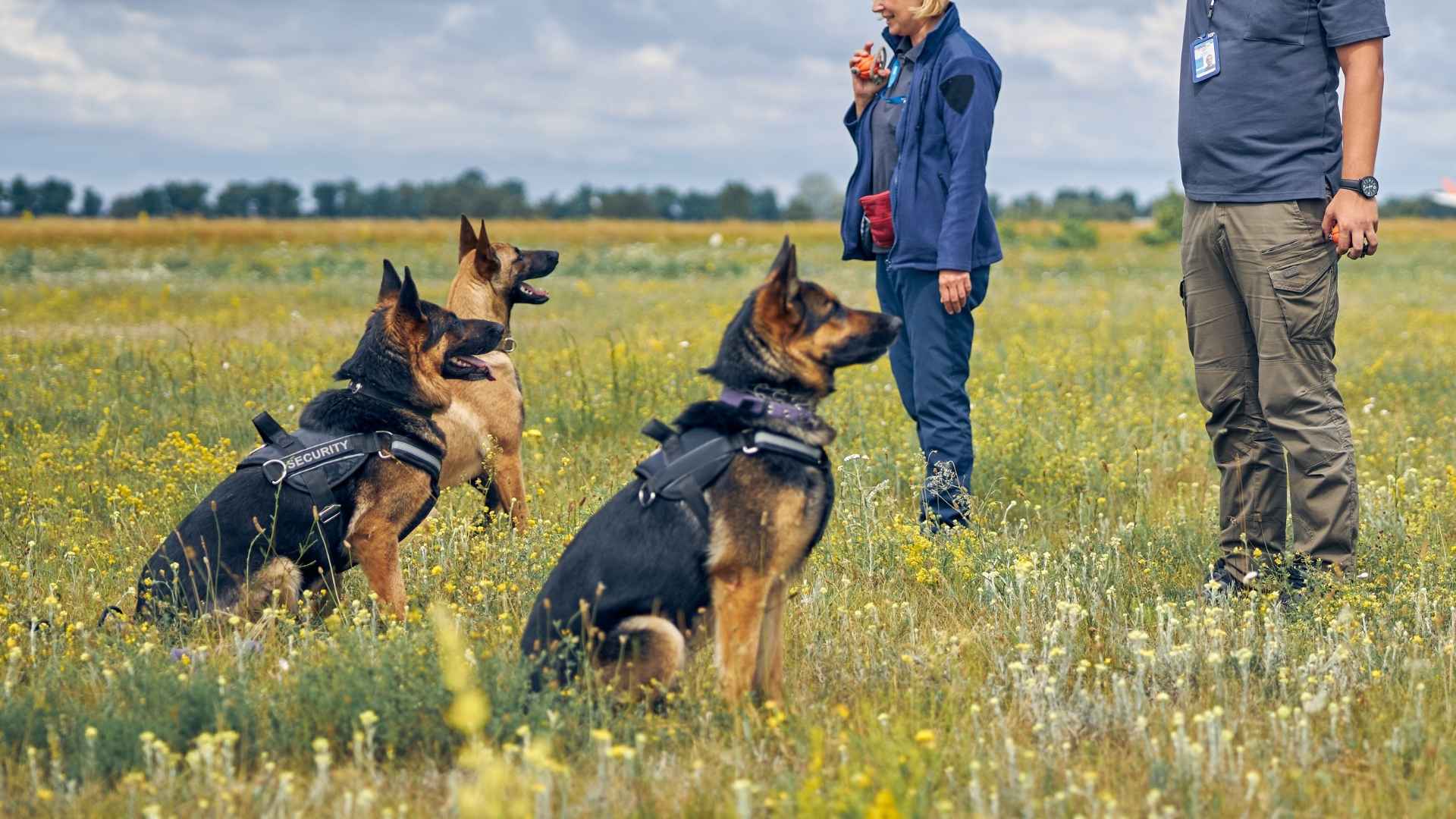 10 Task-Oriented Dog Breeds or Active Owners and Effective Training