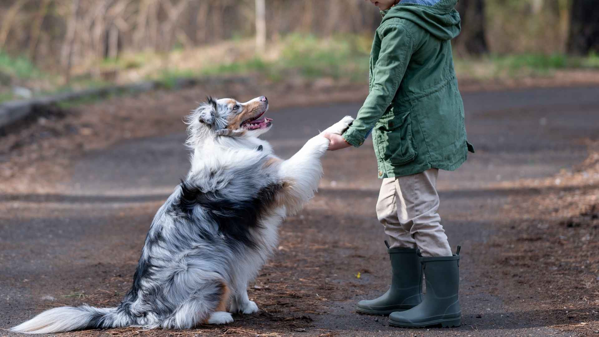 10 Very Child-Friendly Dog Breeds For Happy Families